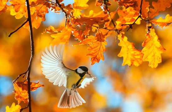 Learn fall nouns in Chinese - An image of singing bird