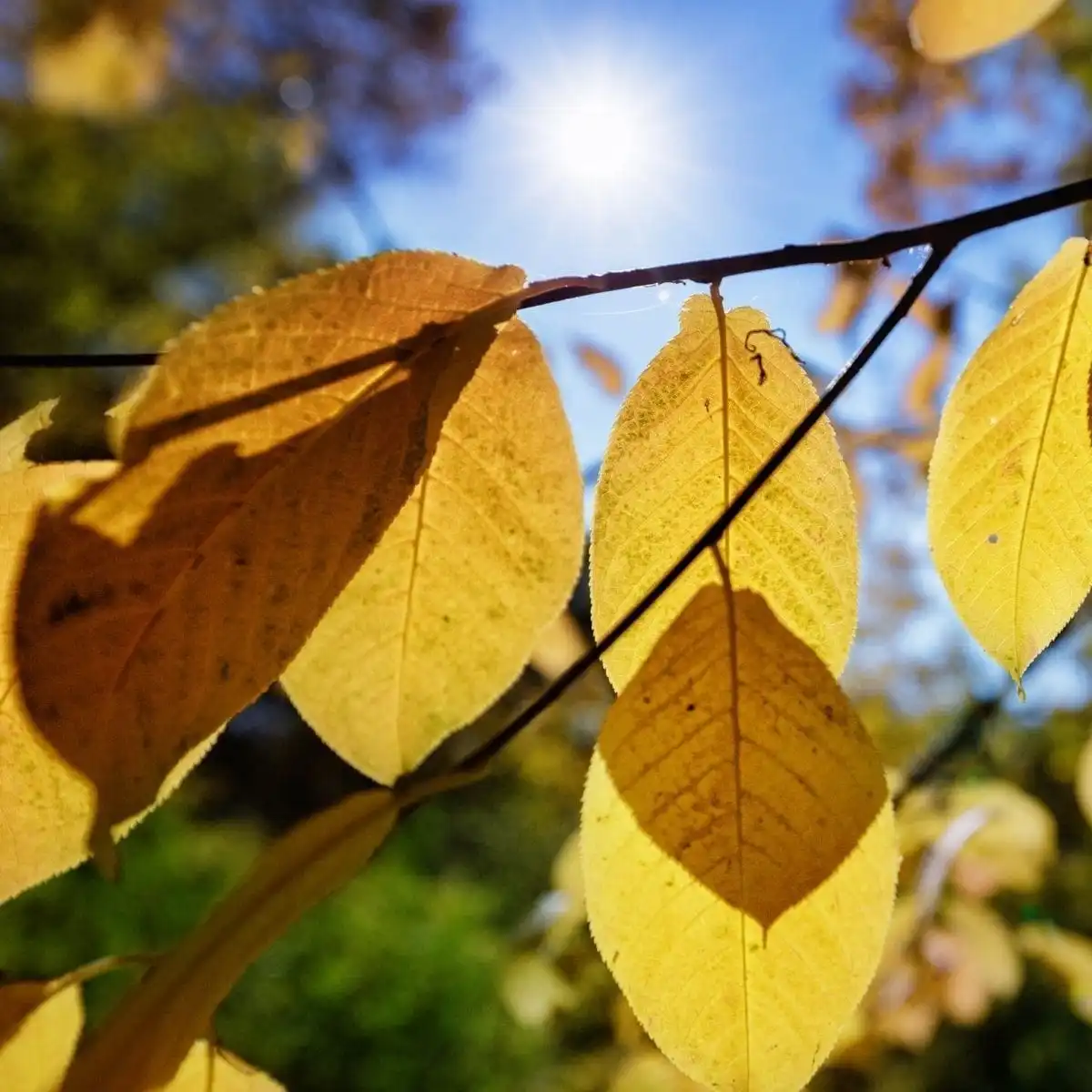 Learn fall nouns in Chinese - An image of golden leaves