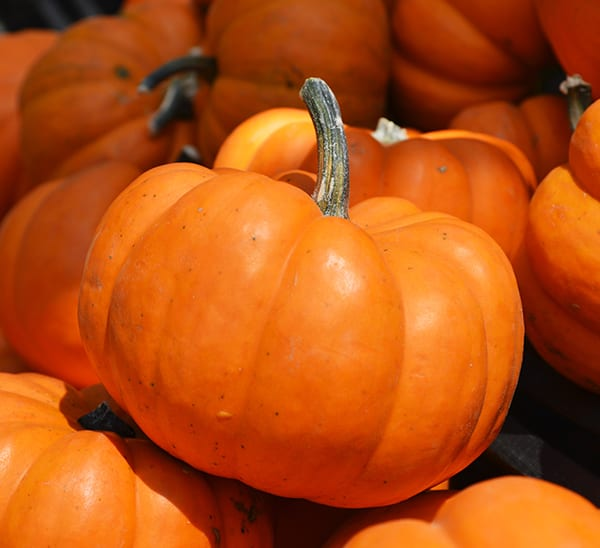 Learn fall nouns in Chinese - an image of orange pumpkins