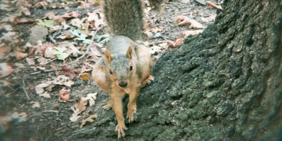 The Muse Has The Attention Span Of A Squirrel