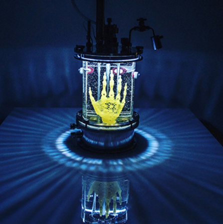 Amy Karle's bioart sculpture resembling a human hand.