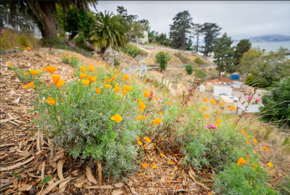 San Francisco Celebrates Opening of Black Point Historic Gardens