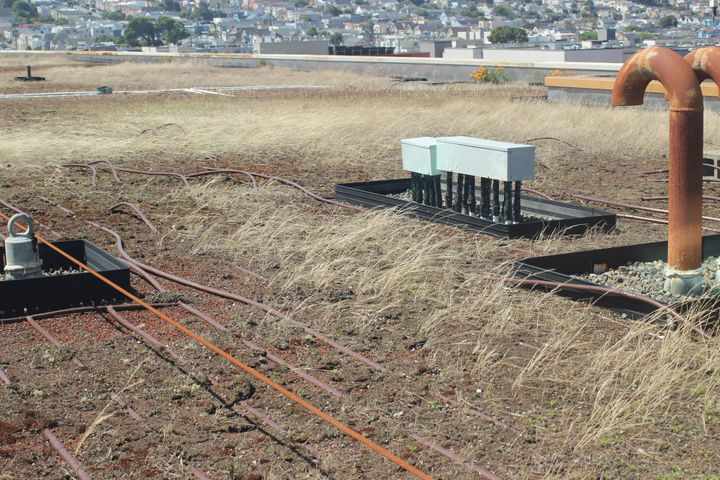 Living Roof Left to Die