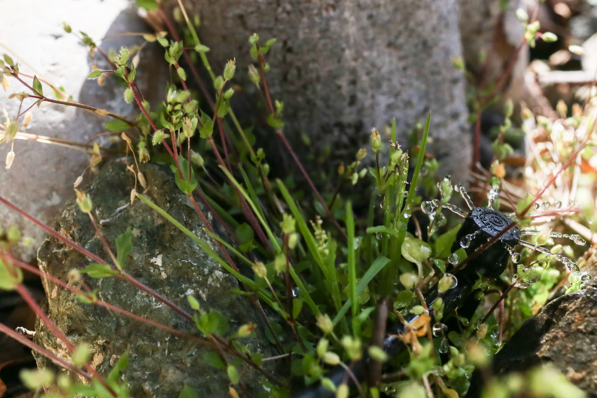 The Environmental Horticulture and Floristry Department uses low volume drip systems in order to conserve water. (Photo by Natasha Dangond)