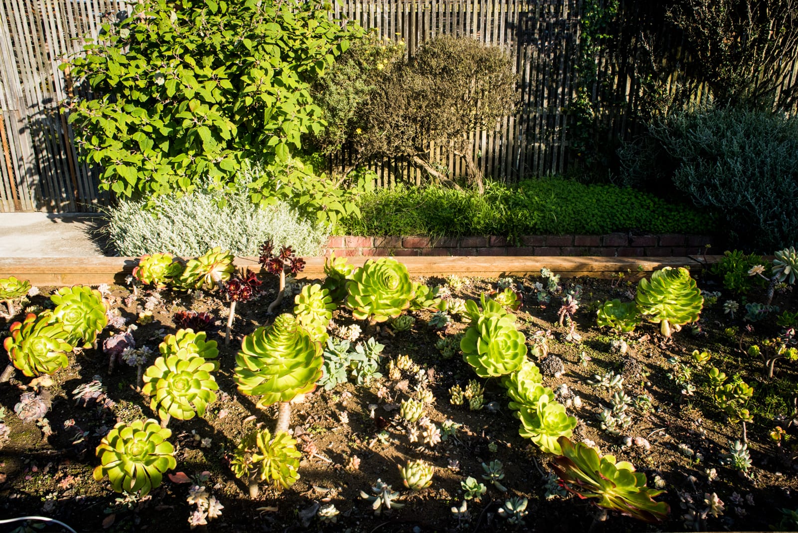 Raised bed hosting dozens of different cacti species in the Ornamental Horticulture garden at CCSF on Wednesday 23, 2016. Photo by Gabriela Reni/ The Guardsman.
