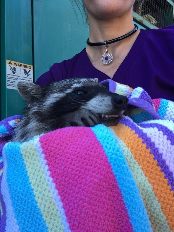 Raccoon freed from nightmare of being stuck at school forever on March 7, 2018. Photo courtesy of San Francisco Animal Control Center.