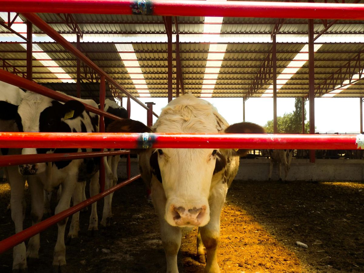 The Greenwashing of Factory Farming