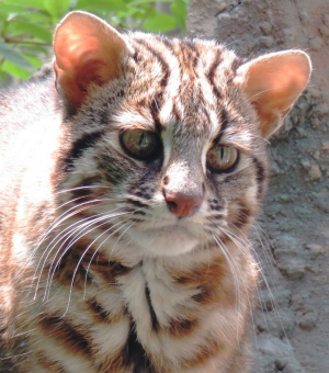 Adult Leopard Cat