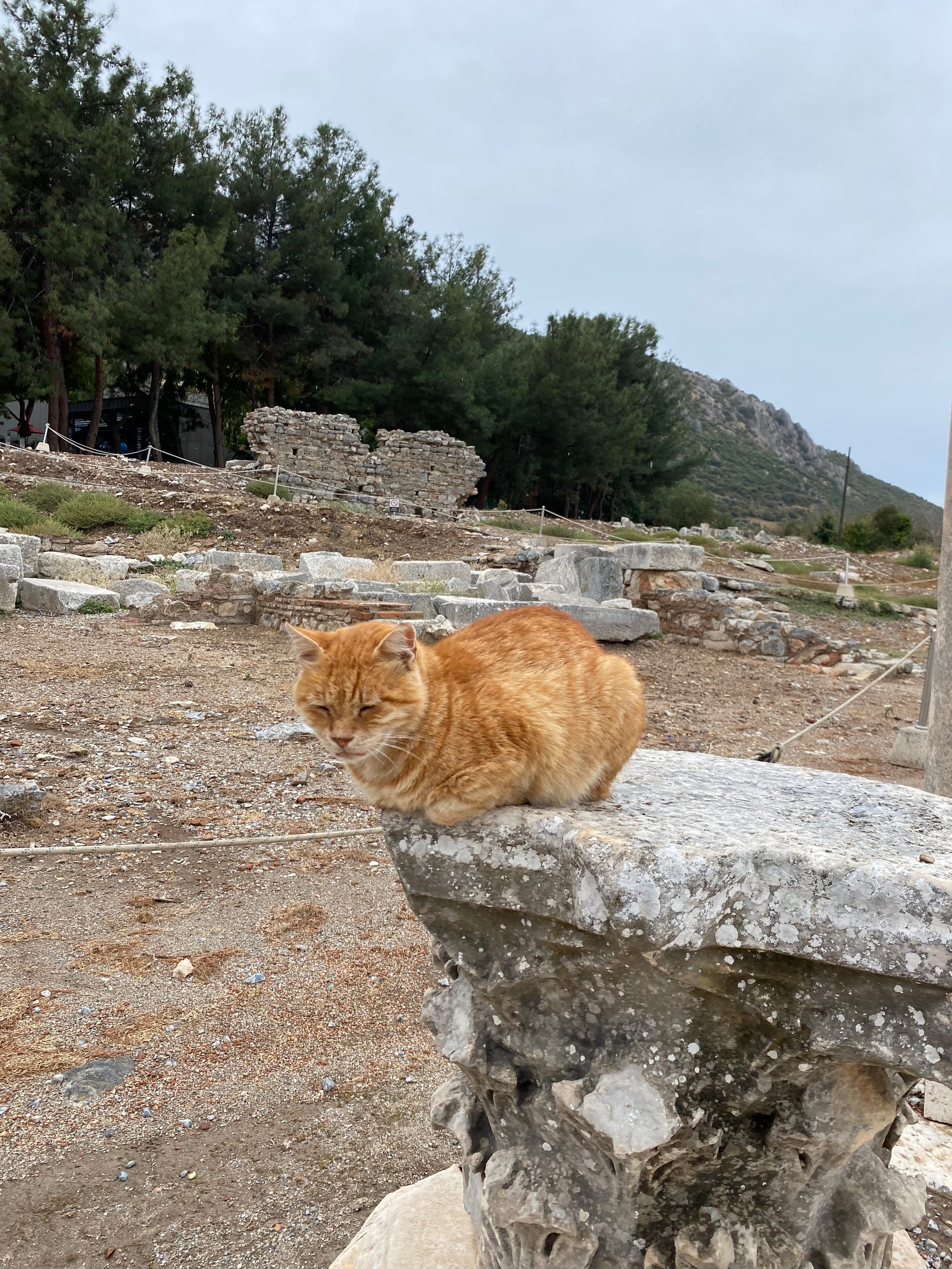a ginger cat naps on a Corinthian capital