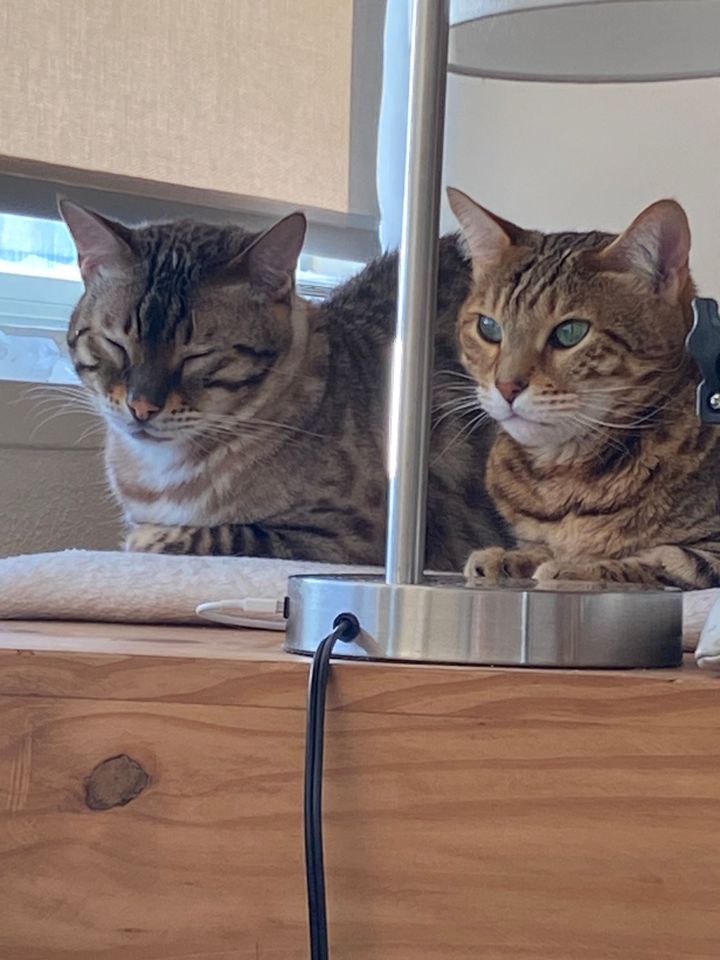 Our BEST Meditation Teachers Are All Around Us