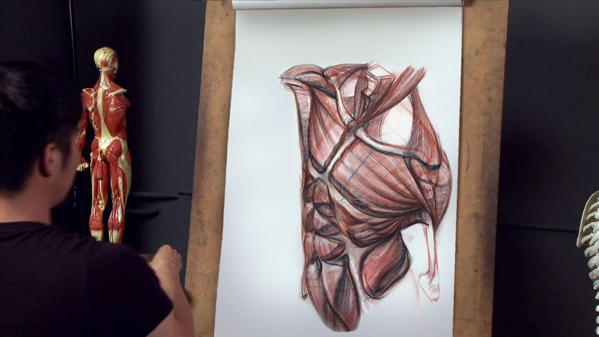 Anatomy Workshop Vol. 5 - Structure and Anatomy of the Human Torso with Charles Hu