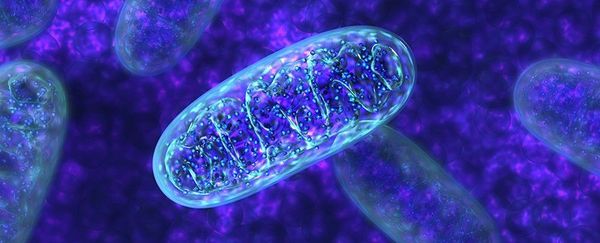 The Key to Aging Gracefully with Mitochondrial Dysfunction