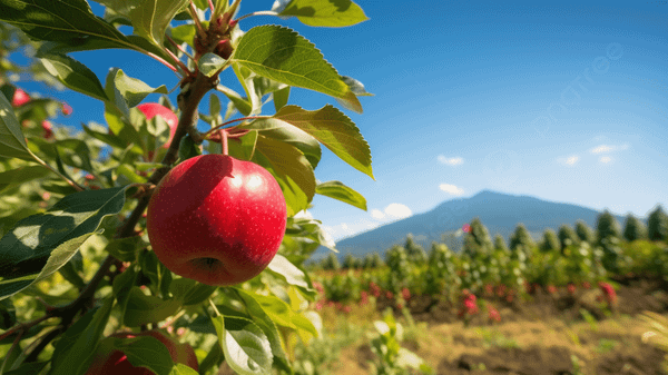 The Future of Optimized Health: Simplified & Optimized