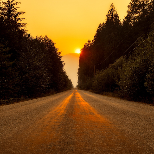 Country road lined with trees disappearing into a golden sunsent.