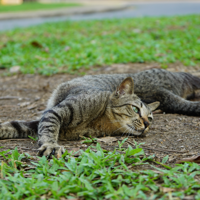 Cat stretching on the ground with some grassy nearby. 