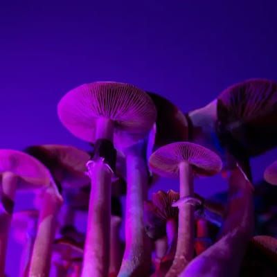 entheogenic plants magic mushrooms hallucinogens