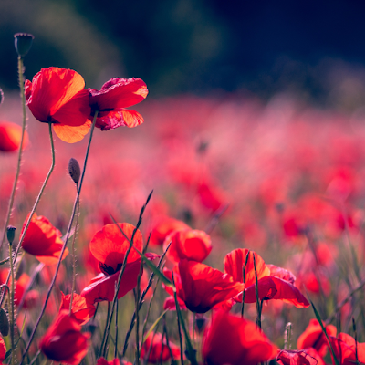 A field full of poppies