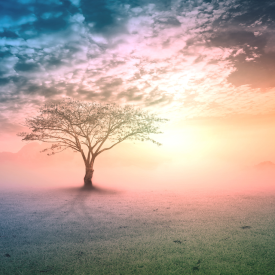 Tree growing in a misty field against the backdrop of a sunset. 