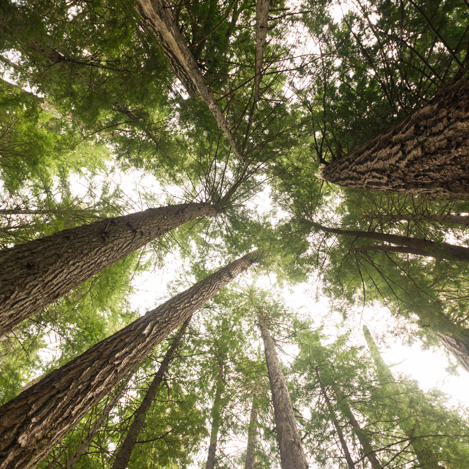 old growth forest floor trees overhead skyline sky