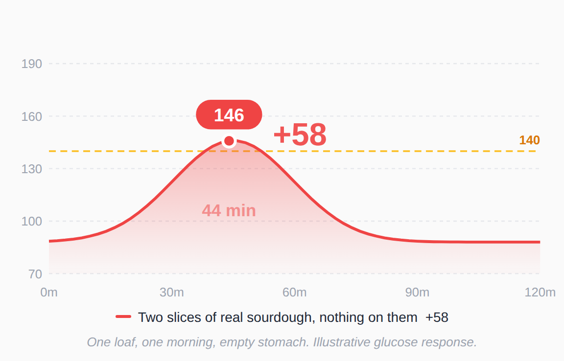 Glucose chart. Two slices of real sourdough on an empty stomach raised blood sugar 58 points, peaking at 146 about forty five minutes in, above the 140 line.