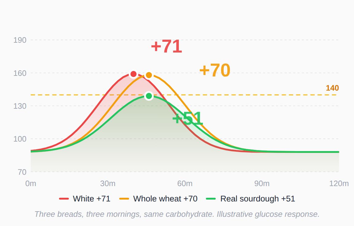 Glucose chart. Three breads matched for carbohydrate. White bread raised blood sugar 71 points, whole wheat 70 points, and real sourdough 51 points.