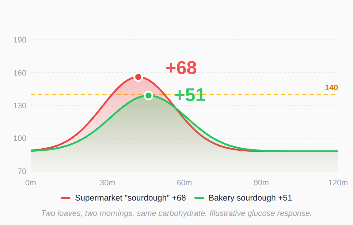 Glucose chart. A supermarket loaf labelled sourdough raised blood sugar 68 points. A bakery sourdough, matched for carbohydrate, raised it 51 points.