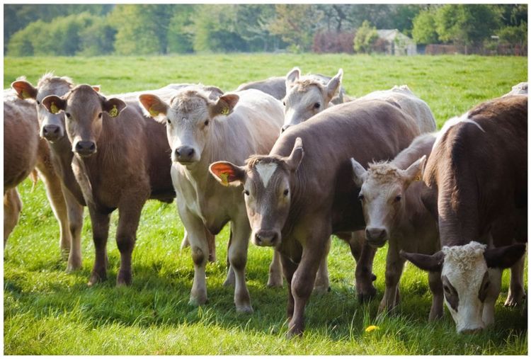 Livestock: Investment, without the farm