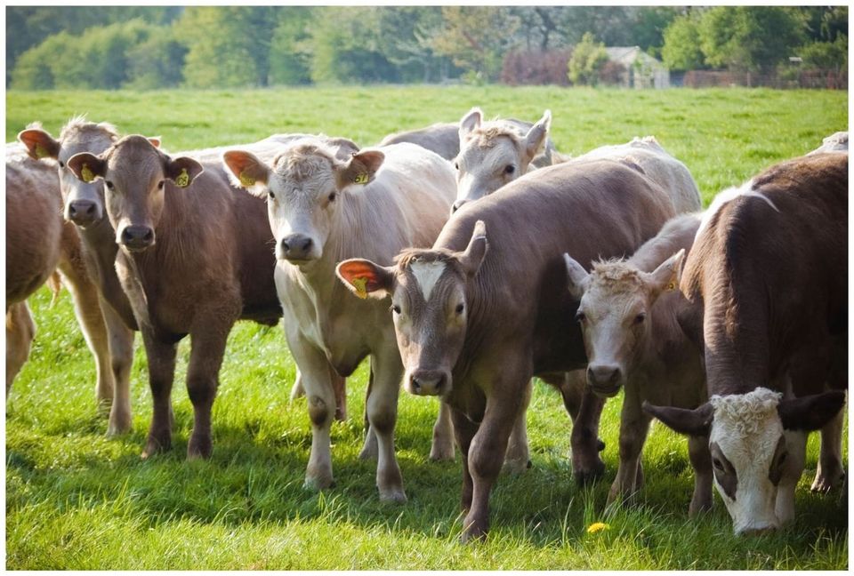 Livestock: Investment, without the farm