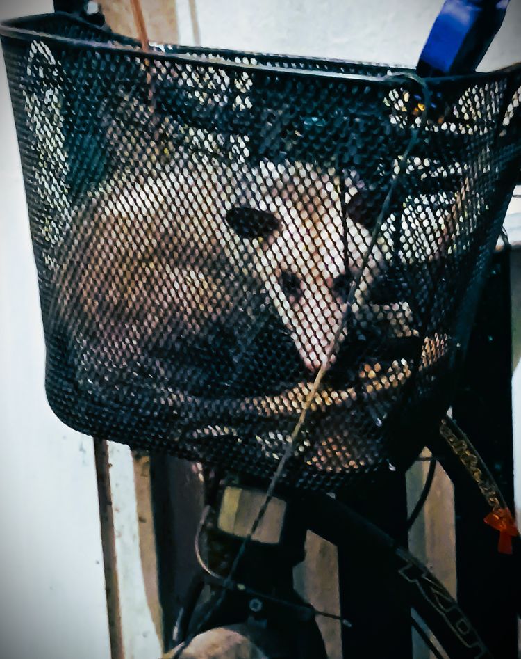 the little woodland creatures