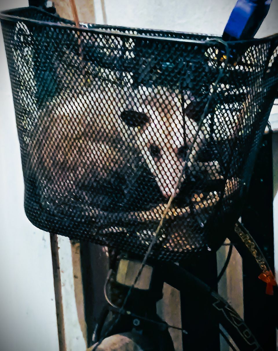 the little woodland creatures