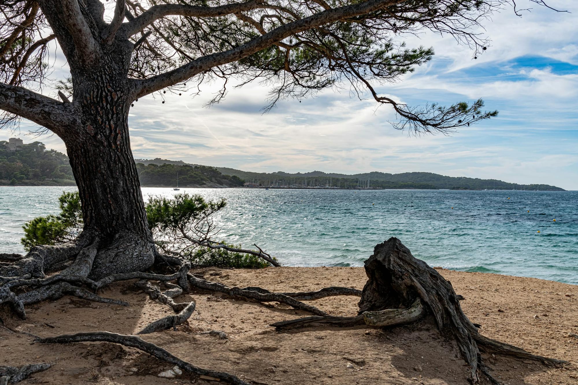 Rooted in Living Water
