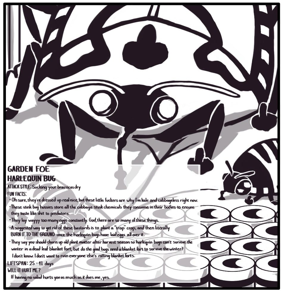 Panel 7: An entire family of harlequin bugs are sucking the life out of a leaf and flipping you off. In the foreground are rows of their flashy, striped eggs. GARDEN FOE HARLEQUIN BUG ATTACK STYLE: Sucking your brassicas dry FUN FACTS: Oh sure they’re dressed up real nice, but these little fuckers are why i’m kale and cabbageless right now. These stink bug hussies store all the cabbage stink chemicals they consume in their bodies to ensure they taste like shit to predators. They lay wayyy too many eggs constantly. God, there are so many of these things. A suggested way to get rid of these bastards is to plant a “trap” crop, and then cover the plant in straw and literally BURN IT TO THE GROUND once the harlequin bugs have laid eggs all over it. They say you should churn up old plant matter after harvest season so harlequin bugs can’t survive the winter in a dead leaf blanket fort, but do the good bugs need a blanket fort to survive the winter? I don’t know. I don’t want to ruin everyone else’s rotting blanket forts. LIFESPAN: 25 – 41 days WILL IT HURT ME? If having no salad hurts you as much as it does me, yes.