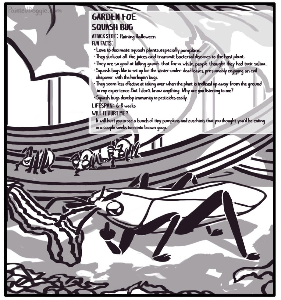 Panel 8: An adult squash bug sucks the last bit of life out of a shriveled gourd while its babies feed on the shaded stem of the gourd plant beyond. The adult flips you the bird. GARDEN FOE SQUASH BUG ATTACK STYLE: Ruining Halloween FUN FACTS: Love to decimate squash plants, especially pumpkins. They suck out all the juices and transmit bacterial diseases to the host plant. They are so good at killing gourds that for a while, people thought they had toxic saliva. Squash bugs like to set up for the winter under dead leaves, presumably enjoying an evil sleepover with the harlequin bugs. They seem less effective at taking over when the plant is trellised up away from the ground in my experience. But I don't know anything. Why are you listening to me? Squash bugs develop immunity to pesticides easily. LIFESPAN: 6 – 8 weeks WILL IT HURT ME? It will hurt you to see a bunch of tiny pumpkins and zucchinis that you thought you’d be eating in a couple weeks turn into brown goop.