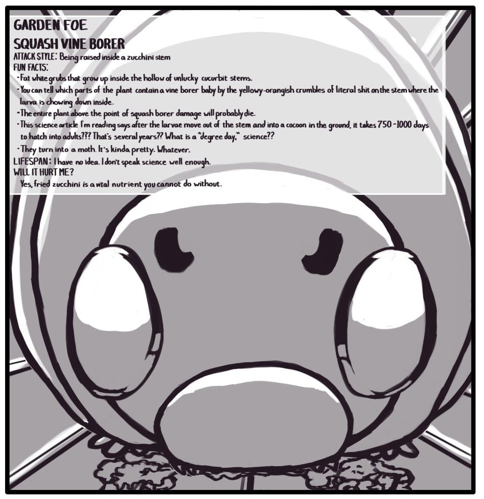 Panel 9: Inside a tubular stem, a squash vine borer grub is chowing down. GARDEN FOE SQUASH VINE BORER ATTACK STYLE: Being raised inside a zucchini stem FUN FACTS: Fat white grubs grow up inside the hollow of unlucky cucurbit stems. You can tell which parts of the plant contain a vine borer baby by the yellowy-orangish crumbles of literal shit on the stem where the larva is chowing down inside. The entire plant above the point of squash borer damage will probably die. This science article I’m reading says after the larva move out of the stem and into a cocoon in the ground, it takes 750 – 1000 days to hatch into adults??? That’s several years?? What is a “degree day,” science?? LIFESPAN: I have no idea. I don’t speak science well enough. WILL IT HURT ME? Yes, fried zucchini is a vital nutrient you cannot do without.