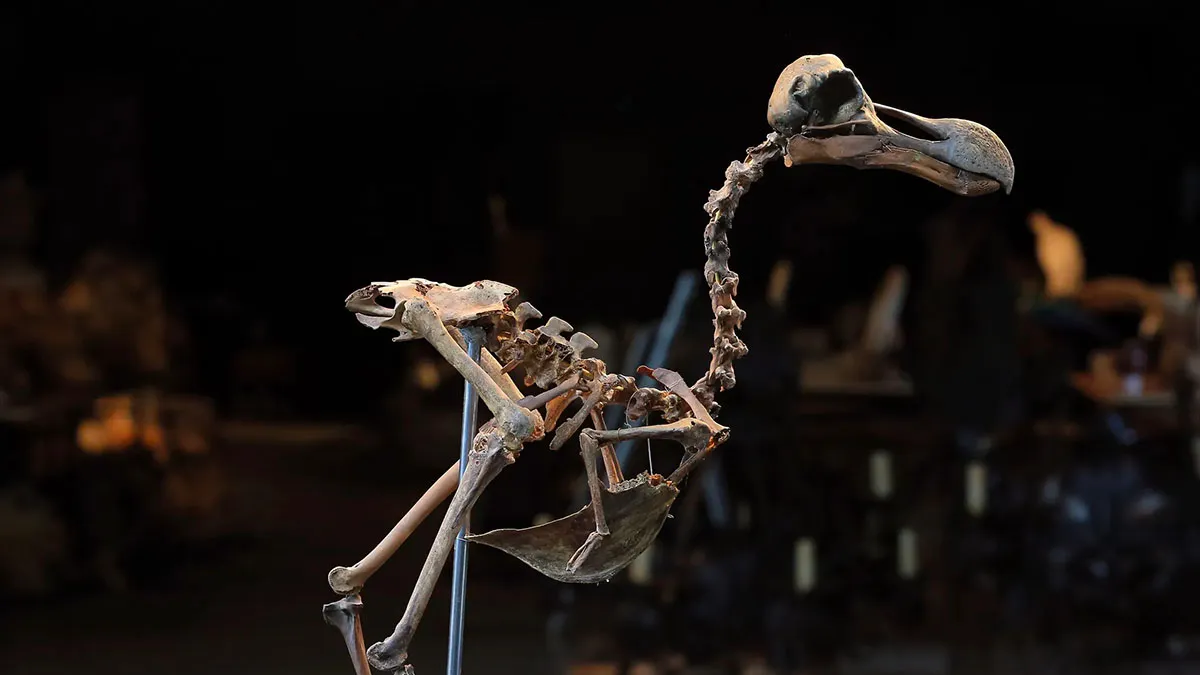 dodo skeleton