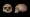 denisovan skull