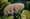 swimming tardigrade
