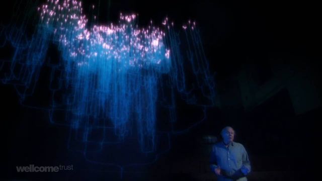 a brief history of evolution