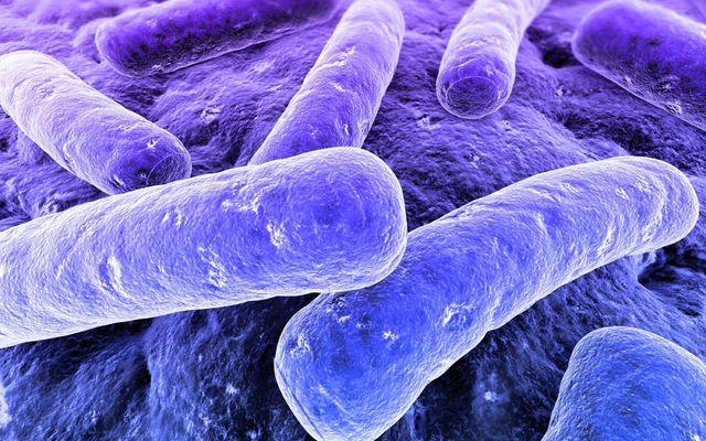 performing an evolutionary feat in sixty days