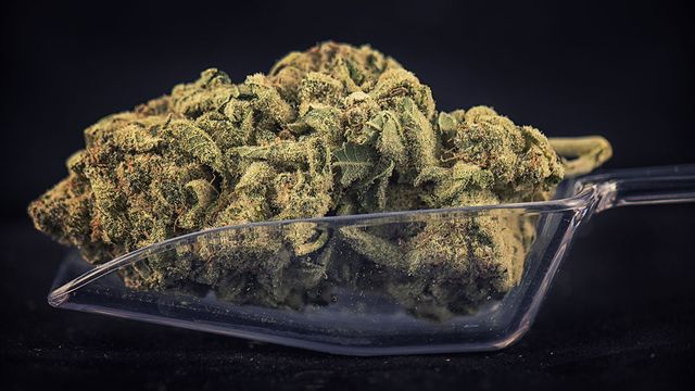 why the jury is still out on medical marijuana