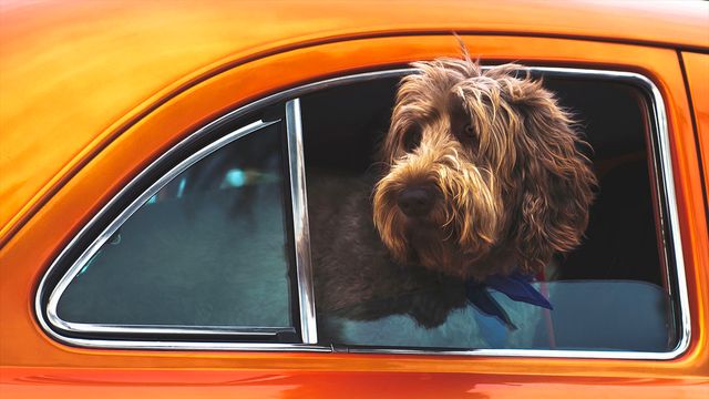 do dogs hold the answer to the mysteries of social evolution?