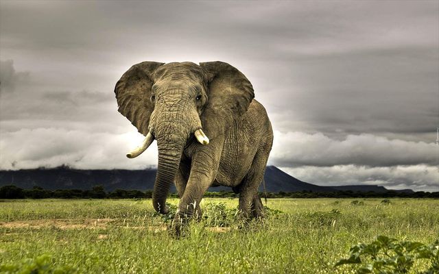 what do we do with what elephants taught us about preventing cancers?