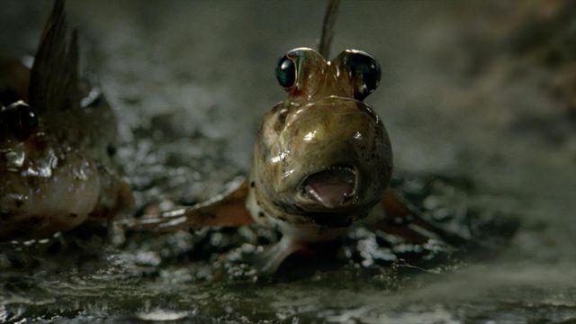 the evolution of guinness