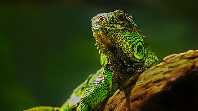 the daily galaxy strikes yet again