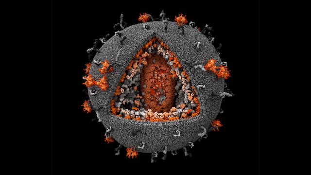 an evolutionary cure for aids?