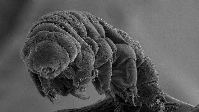 how to quantum entangle a tardigrade for viral headlines