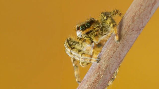 what spiders could teach us about the evolution of brains and intelligence