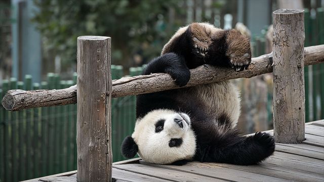 should we forget about the pandas?