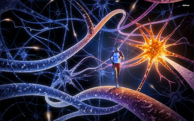 how evolution shapes brains and microchips