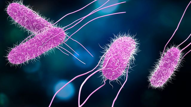 how invincible salmonella may give you the worst food poisoning ever